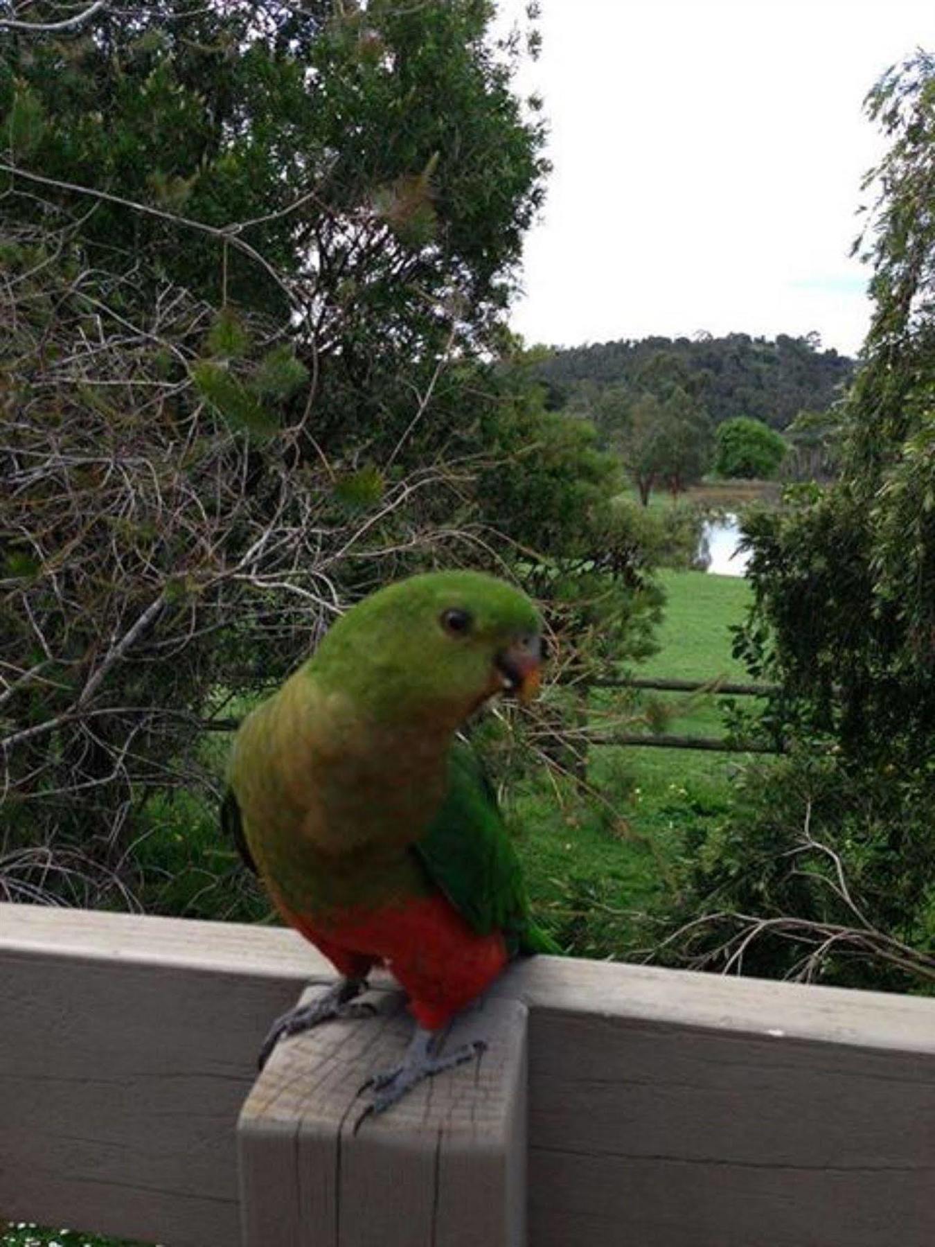 Australian Home Away @ Wonga Park Brushy Creek Esterno foto