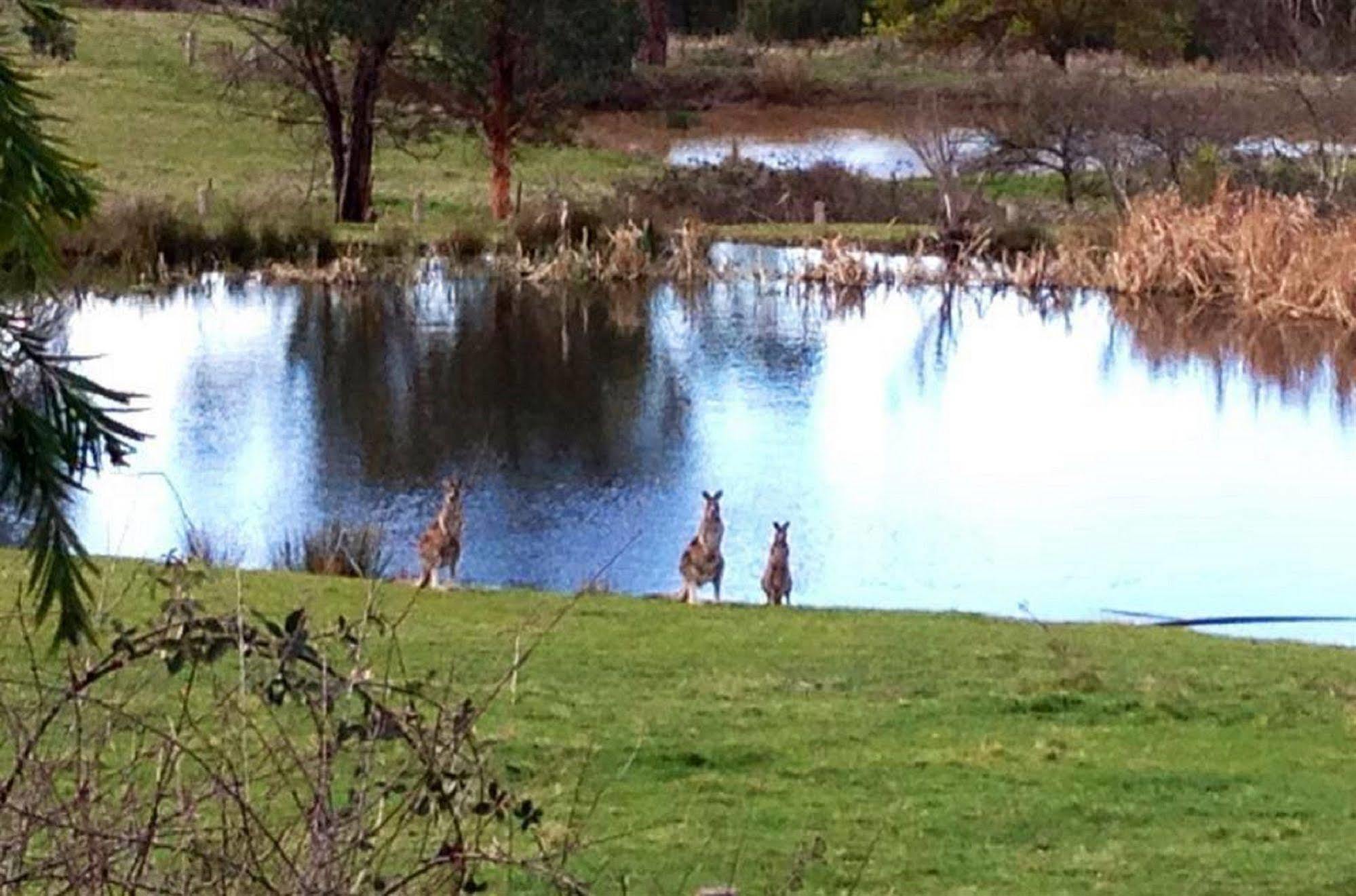 Australian Home Away @ Wonga Park Brushy Creek Esterno foto